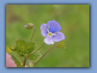 Common Field Speedwell. Hetton Park. 11th April 2024 3.jpg